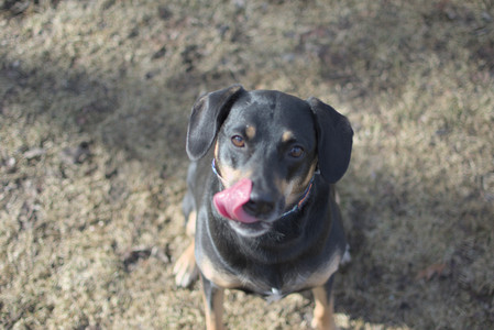 20250308_Dog Park Times_DSC_0007_.jpg