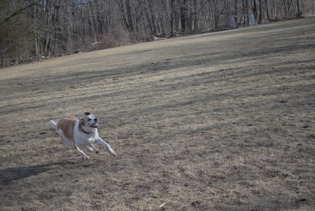 20250308_Dog Park Times_DSC_0011_.jpg