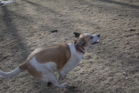 20250308_Dog Park Times_DSC_0012_.jpg