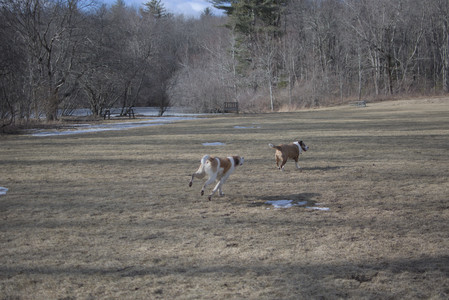 20250308_Dog Park Times_DSC_0013_.jpg