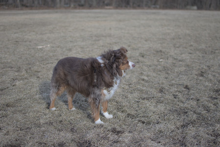 20250308_Dog Park Times_DSC_0017_.jpg