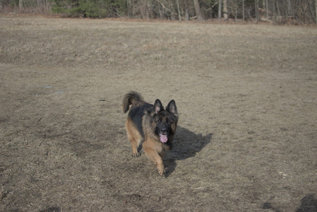 20250308_Dog Park Times_DSC_0018_.jpg