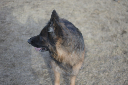 20250308_Dog Park Times_DSC_0022_.jpg