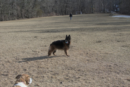 20250308_Dog Park Times_DSC_0027_.jpg