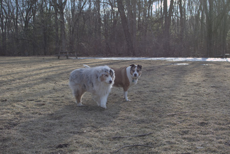 20250308_Dog Park Times_DSC_0036_.jpg