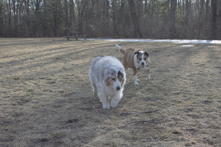 20250308_Dog Park Times_DSC_0037_.jpg