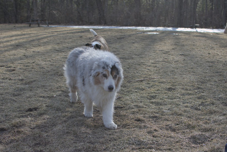 20250308_Dog Park Times_DSC_0038_.jpg