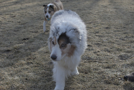 20250308_Dog Park Times_DSC_0039_.jpg