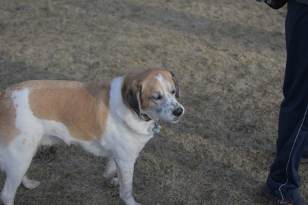 20250308_Dog Park Times_DSC_0046_.jpg