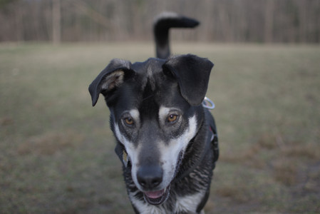 20250318_House and Dog Park_DSC_0641_.jpg