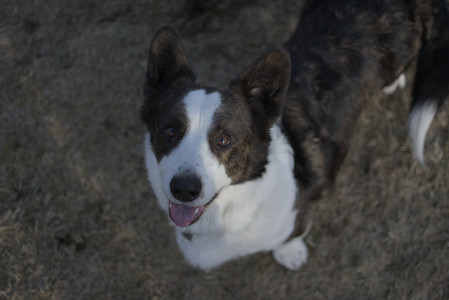 20250318_House and Dog Park_DSC_0645_.jpg