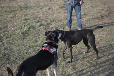 20250318_House and Dog Park_DSC_0651_.jpg