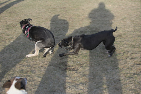 20250318_House and Dog Park_DSC_0653_.jpg