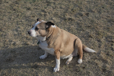 20250318_House and Dog Park_DSC_0657_.jpg