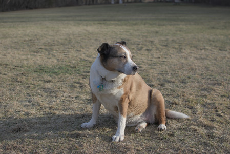 20250318_House and Dog Park_DSC_0662_.jpg