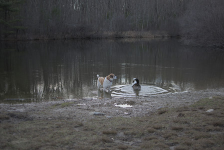 20250318_House and Dog Park_DSC_0683_.jpg