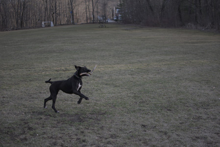 20250318_House and Dog Park_DSC_0692_.jpg