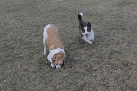 20250318_House and Dog Park_DSC_0694_.jpg