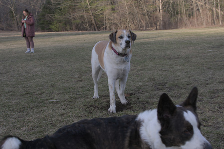 20250318_House and Dog Park_DSC_0696_.jpg