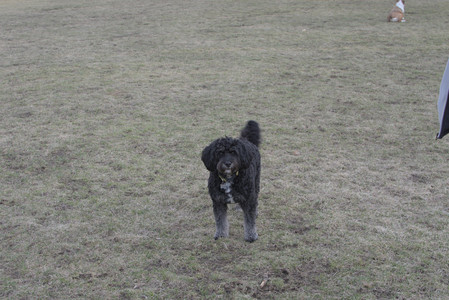 20250318_House and Dog Park_DSC_0700_.jpg