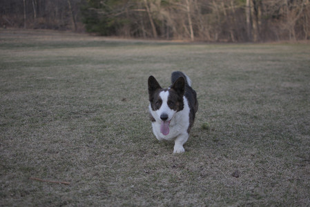 20250318_House and Dog Park_DSC_0706_.jpg