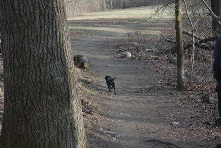 20250320_Dog Parrrrrk_DSC_0006_.jpg