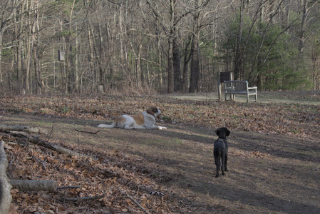 20250320_Dog Parrrrrk_DSC_0007_.jpg