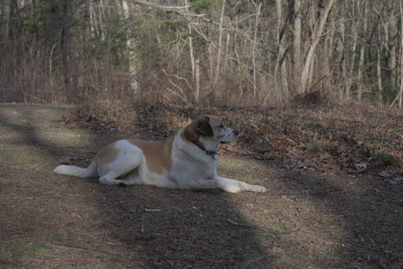 20250320_Dog Parrrrrk_DSC_0011_.jpg