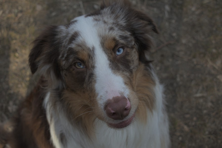 20250320_Dog Parrrrrk_DSC_0014_.jpg