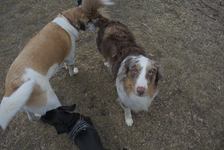 20250320_Dog Parrrrrk_DSC_0017_.jpg