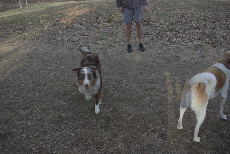 20250320_Dog Parrrrrk_DSC_0020_.jpg