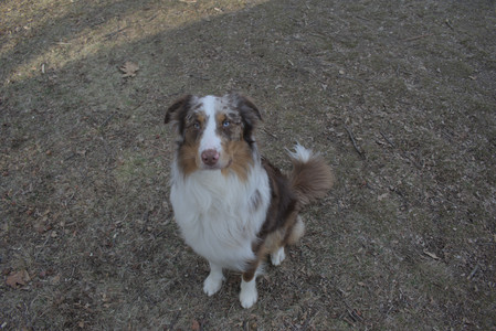 20250320_Dog Parrrrrk_DSC_0023_.jpg