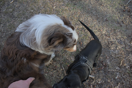 20250320_Dog Parrrrrk_DSC_0031_.jpg