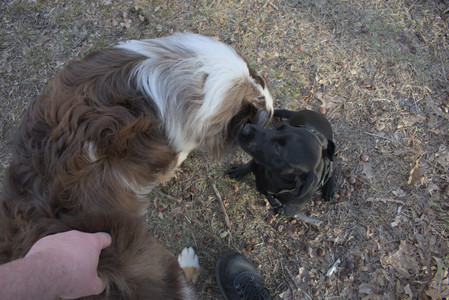 20250320_Dog Parrrrrk_DSC_0032_.jpg