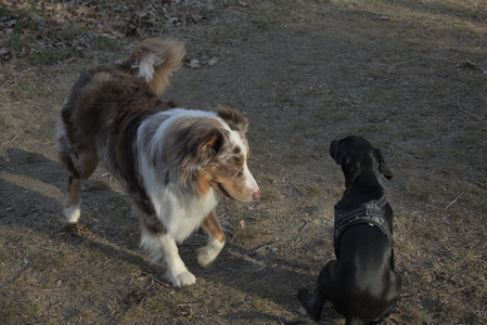 20250320_Dog Parrrrrk_DSC_0035_.jpg