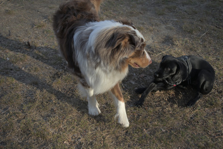 20250320_Dog Parrrrrk_DSC_0036_.jpg