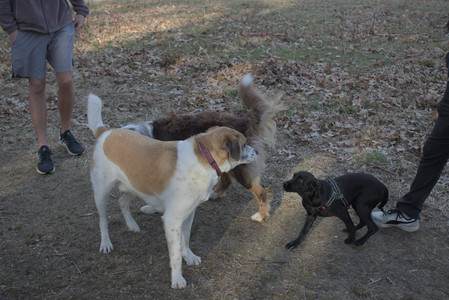 20250320_Dog Parrrrrk_DSC_0038_.jpg