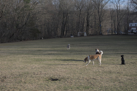 20250320_Dog Parrrrrk_DSC_0042_.jpg