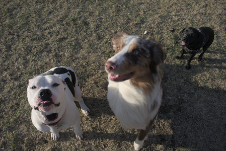 20250320_Dog Parrrrrk_DSC_0052_.jpg