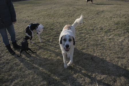 20250320_Dog Parrrrrk_DSC_0055_.jpg