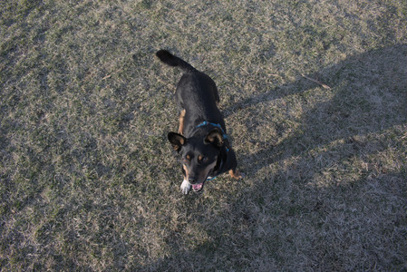 20250320_Dog Parrrrrk_DSC_0056_.jpg