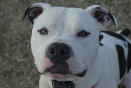 20250320_Dog Parrrrrk_DSC_0068_.jpg