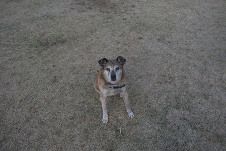 20250320_Dog Parrrrrk_DSC_0069_.jpg