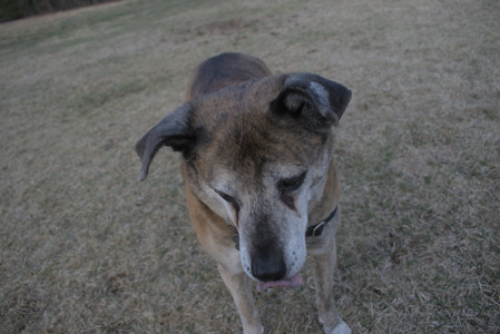 20250320_Dog Parrrrrk_DSC_0072_.jpg