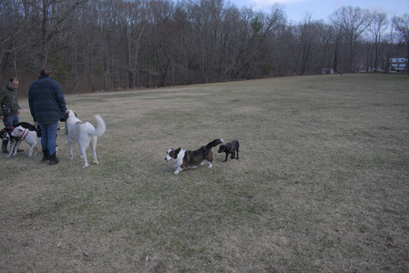 20250320_Dog Parrrrrk_DSC_0073_.jpg