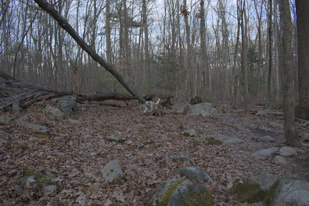 20250320_Dog Parrrrrk_DSC_0932_.jpg