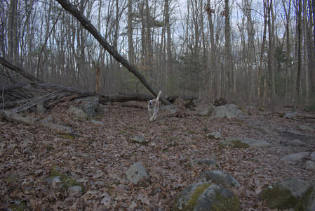 20250320_Dog Parrrrrk_DSC_0933_.jpg