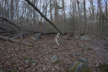 20250320_Dog Parrrrrk_DSC_0934_.jpg