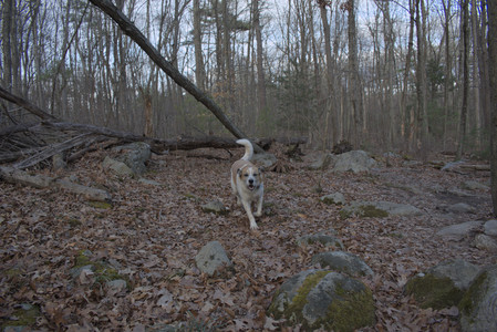 20250320_Dog Parrrrrk_DSC_0935_.jpg