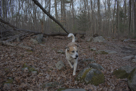 20250320_Dog Parrrrrk_DSC_0936_.jpg